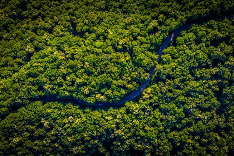 Ekspedisi Hutan Hujan Guyana: Menemukan Spesies Langka dan Mempelajari Komunitas Pemuka Adat