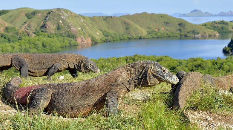 Liburan ke Pulau Komodo: Melihat Komodo di Habitat Asli