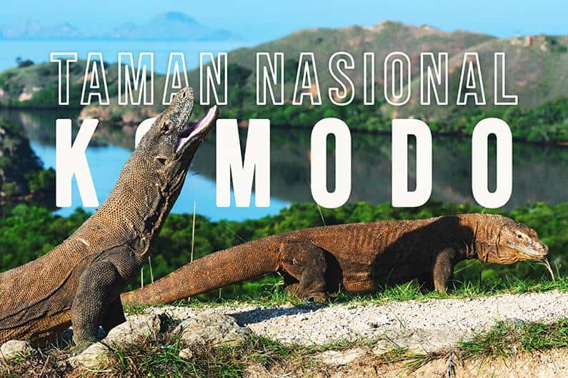 Liburan ke Taman Nasional Komodo: Bertemu Komodo Asli di Habitatnya